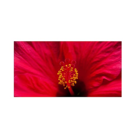 Kurt Shaffer 'Red Red Hibiscus' Canvas Art,10x19